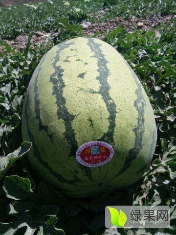 宁夏硒砂瓜今日价格,今日价格行情一览，品质之选受热捧”