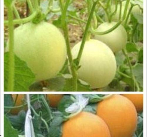 山东聊城莘县今日瓜价格,新鲜瓜价走俏，市民抢购热潮