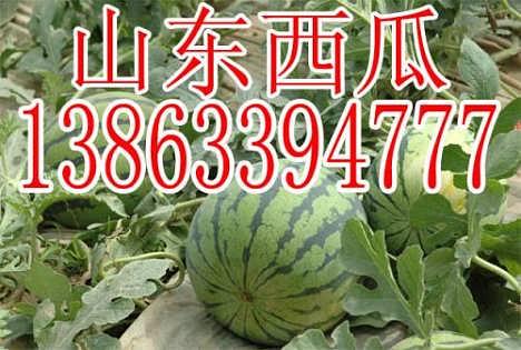 山东聊城莘县今日瓜价格,新鲜瓜价走俏，市民抢购热潮