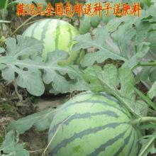 麒麟瓜批发今日价格,涨跌波动解析