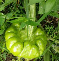 姜柄瓜今日价格,市场行情一览