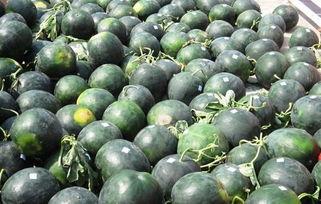 今日郑州瓜价,夏日炎炎，瓜果飘香价格几何？