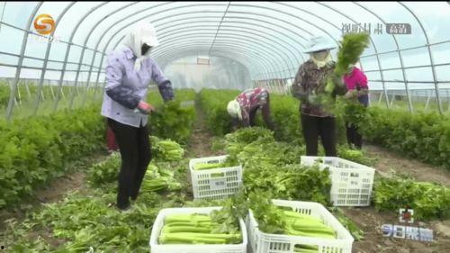 甘肃瓜州正大今日肉价,实时肉价走势解析