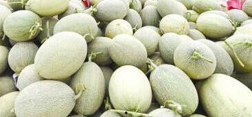 今日蜜瓜行情,今日市场动态一览