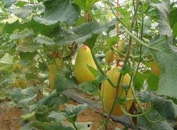 今日北海哈密瓜价格